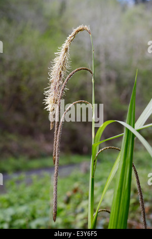 Carex Pendel, hängende Segge, Wales, UK. Stockfoto