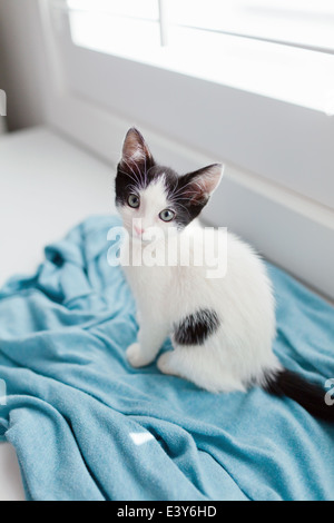 Kätzchen sitzen auf Decke Stockfoto