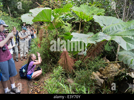 Schüler fotografieren Arme-Leute Regenschirm, Gunnera Insignis im Nebelwald, Poas Nationalpark Stockfoto