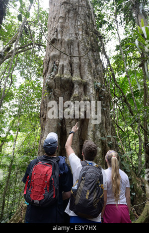 Teens beobachten ein Riesenwuchs Old Mandelöl Baum, Dipteryx Panamensis, Tiefland-Regenwald, Chilamate, Costa Rica Stockfoto