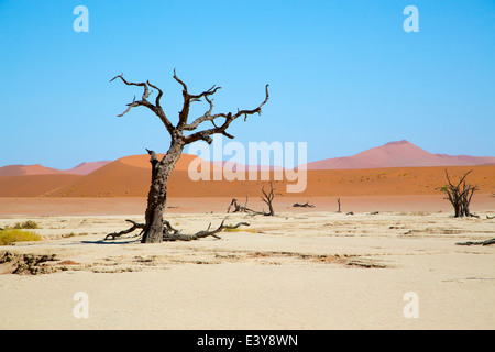Kameldornbäume mit roten Dünen im Hintergrund. Am Deadvlei, Sossusvlei. Stockfoto