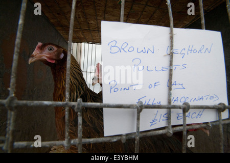 Agrarmesse, Northwood, Isle Of Wight, England, Vereinigtes Königreich Stockfoto