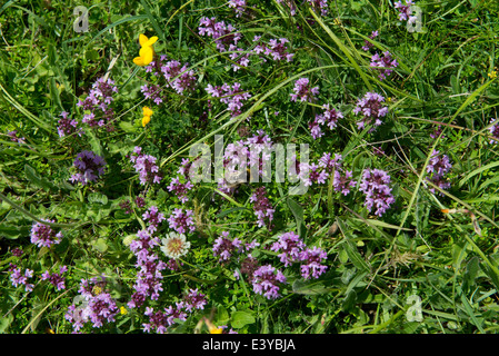 Wilder Thymian, Thymus Vulgaris, Blüte kurz Kalksteingebieten Weide Stockfoto