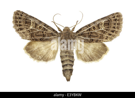 Lepidoptera; Noctuidae; Tholera Decimalis; Poda 1761; Gefiederten Gothic; Stockfoto