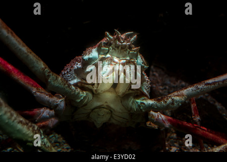 Eine riesige japanische Seespinne benannt nach UK wrestling Legende Big Daddy in Blackpool aquarium Stockfoto