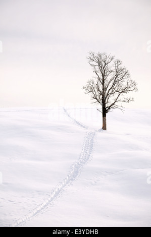 Einsame kahle Baum im Winter mit Schneeschuhen tracks Stockfoto