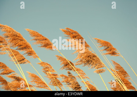 Goldener Sonnenuntergang in den Schilfgürtel Stockfoto