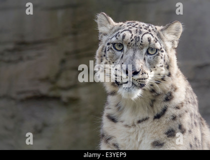 Weibliche Schneeleopard Blick in Richtung Kamera Stockfoto