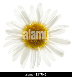 Ochsen-Auge-Daisy isoliert Stockfoto