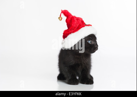 Ein schwarzes Kätzchen tragen einer Weihnachtsmütze. Stockfoto