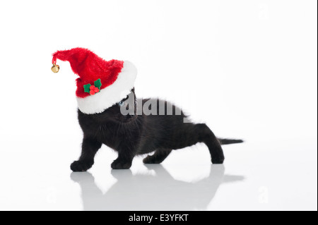 Ein black Tabby Kätzchen tragen einer Weihnachtsmütze. Stockfoto