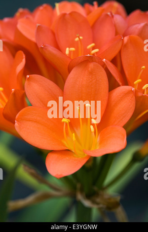 Clivia blüht. Radix Lilie wächst in einer geschützten Umgebung. Stockfoto