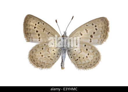 Lepidoptera; Lycaenidae; Zizeeria Knysna; Trimen 1862; Dunkle Grass blau; Afrikanische Grass blau; Stockfoto