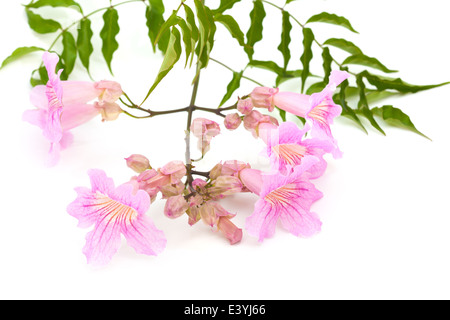 Rosa Tekoma Blumen isoliert auf weißem Hintergrund Stockfoto