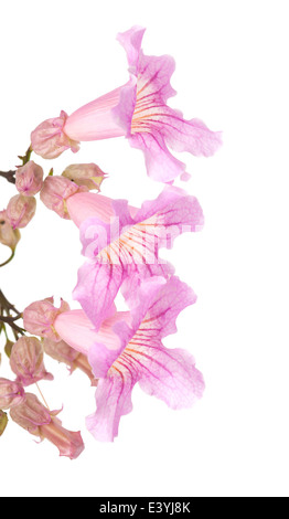 Rosa Tekoma Blumen isoliert auf weißem Hintergrund Stockfoto
