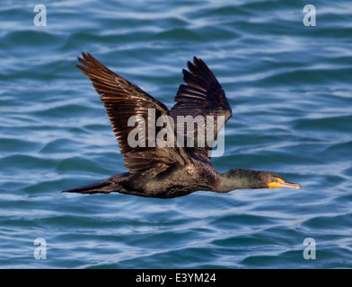 Doppelte crested Kormoran im Flug Stockfoto