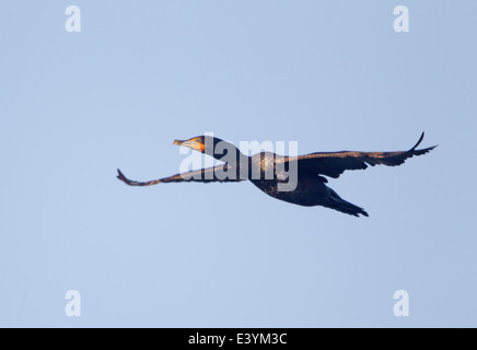 Doppelte crested Kormoran im Flug Stockfoto