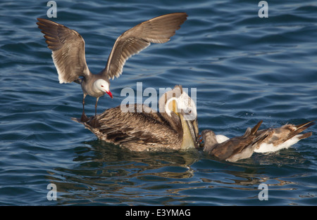 Heermann Möwe stehend am Heck der braune Pelikan Stockfoto