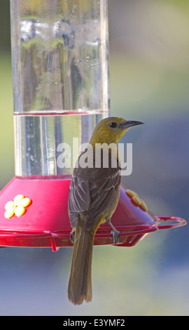 Hooded Oriole Weibchen auf Kolibrizufuhr Stockfoto