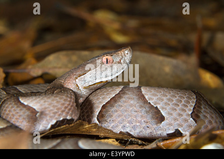 Copperhead (Agkistrodon Contortrix) Porträt. Brazos Bend State Park, Texas, USA. Stockfoto