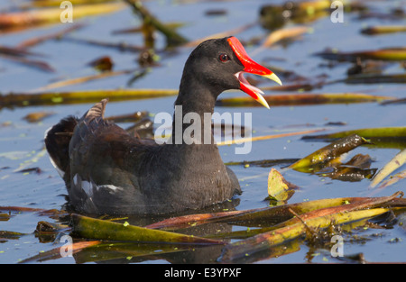 Gemeinsame Gallinule (Gallinula Galeata), Brazos Bend State Park, Needville, Texas, USA. Stockfoto