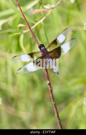 Männlich-Witwe Abstreicheisen Libelle (Libellula Luctuosa) auf Zweig. Stockfoto