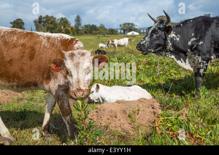 Ein junges Kalb mit einem älteren ziehen eine Sukkulente aus dem Boden wie es in der Wiese liegend blickt auf. Stockfoto