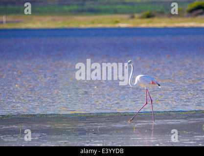 Ein rosa Flamingo zu Fuß auf der Seite an einer Lagune Stockfoto