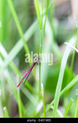 Large red damselfly. Nature Reserve. Norfolk Broads England UK (Large Red Damselfly Pyrrhosoma nymphula) Stockfoto