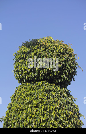 Buxus Sempervirens Absicherung Pflanzen Stockfoto