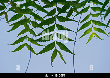 Medizinische Neem Blätter-Azadirachta indica Stockfoto