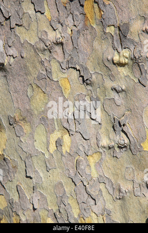 Die Rinde der Ahornblättrige Platane, London Planetree oder Hybrid Flugzeug, ein Baum der Gattung Platanus. Stockfoto