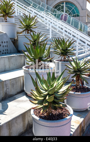 Agaven auf Stufen des San Diego Convention Center, Kalifornien, USA Stockfoto
