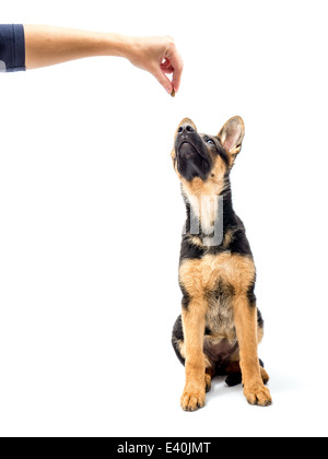 Deutscher Schäferhund Welpen gezähmt mit Genuss Stockfoto