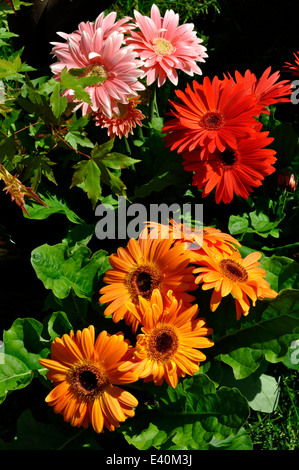 Pink, rot und Orange Gerbera Daisies in Garten Stockfoto