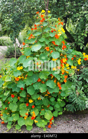 Kapuzinerkresse wächst in Hügel in Beet, UK. Stockfoto