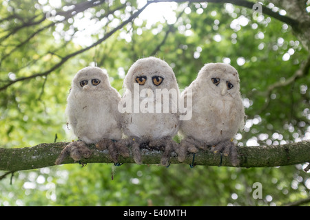 Drei gestrickte Baby Eulen im Baum sitzen Stockfoto