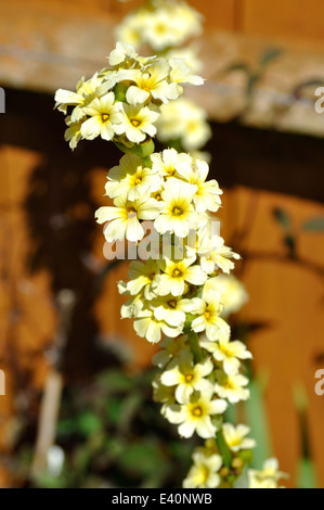 Sisyrinchium striatum Stockfoto