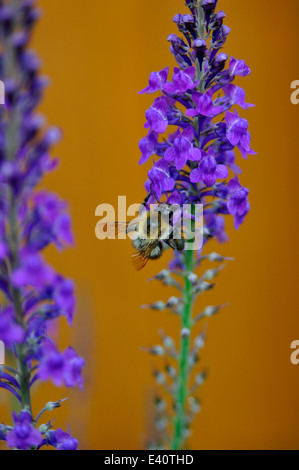 Nahaufnahme der Biene auf lila Leinkraut (Linaria Purpurea) im Garten Stockfoto