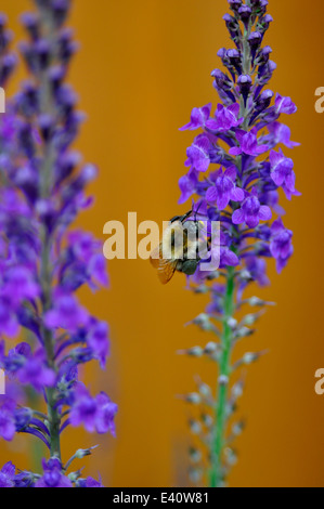 Nahaufnahme der Biene auf lila Leinkraut (Linaria Purpurea) im Garten Stockfoto