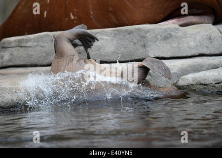 Hamburg, Deutschland. 2. Juli 2014. Ein zwei - Wochen alten Baby Walruss springt ins Wasser während seinen ersten öffentlichen Auftritt im Tierpark Hagenbeck in Hamburg, Deutschland, 2. Juli 2014 Credit: © Dpa picture-Alliance/Alamy Live News Stockfoto
