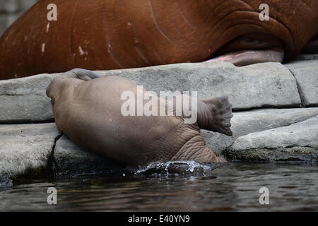 Hamburg, Deutschland. 2. Juli 2014. Ein zwei - Wochen alten Baby Walruss springt ins Wasser während seinen ersten öffentlichen Auftritt im Tierpark Hagenbeck in Hamburg, Deutschland, 2. Juli 2014 Credit: © Dpa picture-Alliance/Alamy Live News Stockfoto