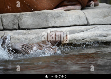 Hamburg, Deutschland. 2. Juli 2014. Ein zwei - Wochen alten Baby Walruss springt ins Wasser während seinen ersten öffentlichen Auftritt im Tierpark Hagenbeck in Hamburg, Deutschland, 2. Juli 2014 Credit: © Dpa picture-Alliance/Alamy Live News Stockfoto