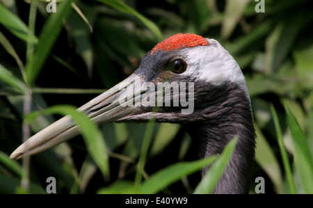 Rot-gekrönter Kran oder Japanisch Kranich (Grus Japonensis) Nahaufnahme des Kopfes und der Rechnung in einer natürlichen Umgebung Stockfoto