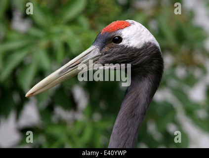 Rot-gekrönter Kran oder japanische Kranich (Grus Japonensis) Stockfoto