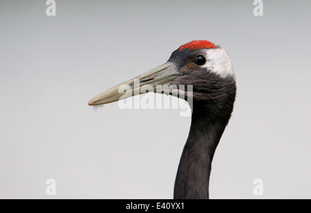 Rot-gekrönter Kran oder japanische Kranich (Grus Japonensis) Stockfoto