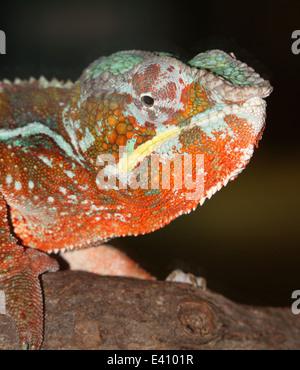 Pantherchamäleon (Furcifer Pardalis), Serie von 6 Bildern Stockfoto