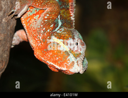 Pantherchamäleon (Furcifer Pardalis), Serie von 6 Bildern Stockfoto