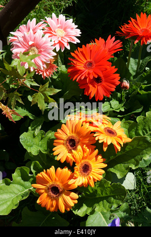 Pink, rot und Orange Gerbera Daisies in Garten Stockfoto