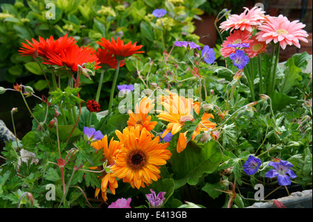 Nahaufnahme von Gerbera Daisies und Geranium 'Rozanne' in Schubkarre Stockfoto